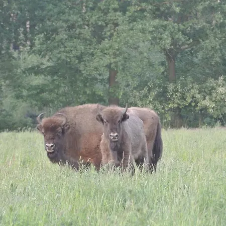 B&b, Huisje, Het Kleine Genoegen Schaijk